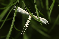 Pterophorus albidus