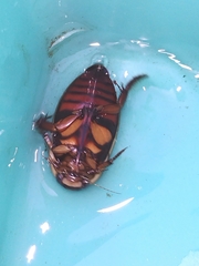 Dytiscus habilis