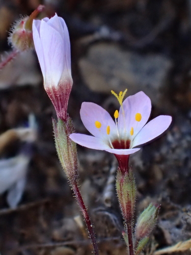 iNaturalist observation photo of Serpentine Leptosiphon