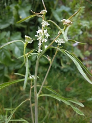 Lepidium sativum