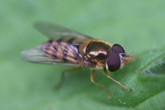 Epistrophe nitidicollis