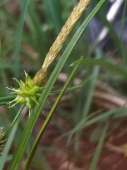 Carex lepidocarpa