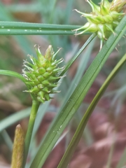 Carex lepidocarpa