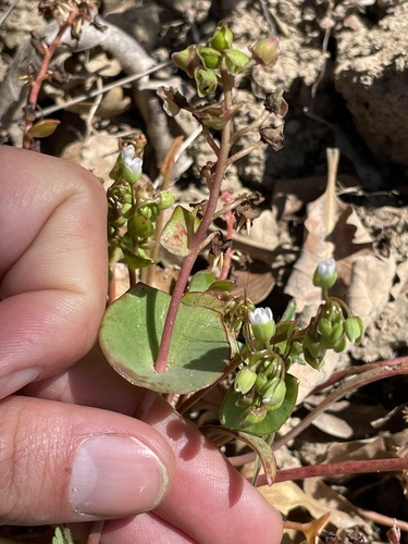 iNaturalist observation photo of Streambank Springbeauty