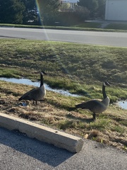 Branta canadensis