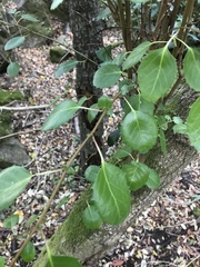 Azara petiolaris