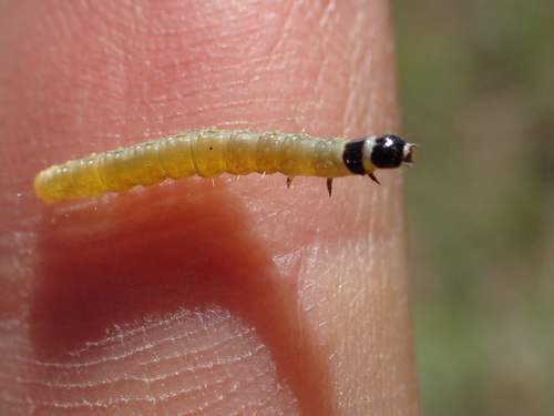 iNaturalist observation photo of Winged and Once-winged Insects