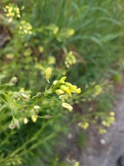 Camelina