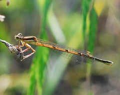 Platycnemis phyllopoda