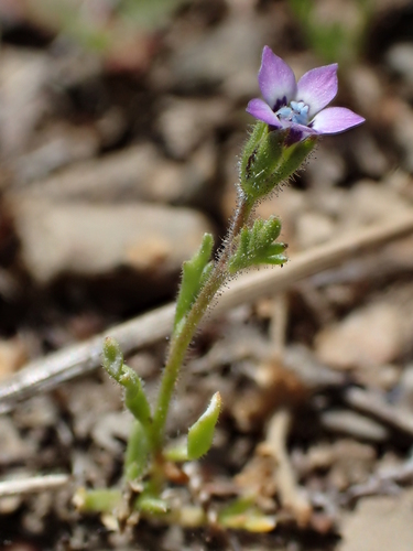 iNaturalist observation photo of purplespot gilia