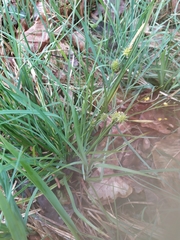 Carex lepidocarpa