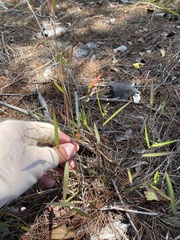 Dichanthelium patentifolium