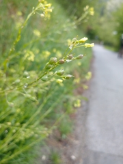Camelina