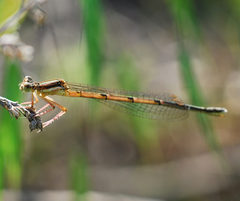 Platycnemis phyllopoda