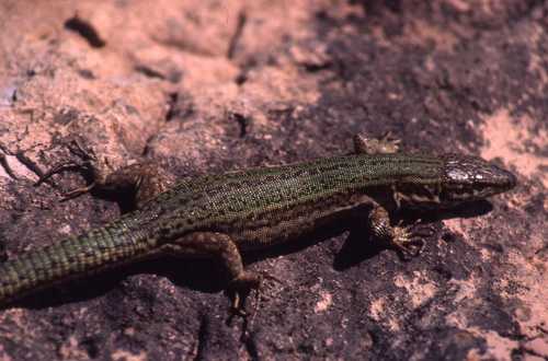 Ibiza Wall Lizard, Podarcis pityusensis
