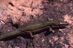 Podarcis pityusensis ratae