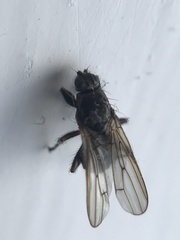 Coelopa