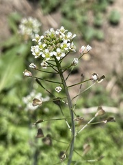 Capsella bursa-pastoris