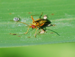 Adelphocoris suturalis