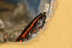 Phrynomantis bifasciatus