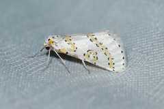 Philtraea paucimacula