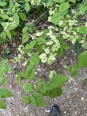 Ulmus glabra