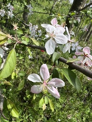 Malus