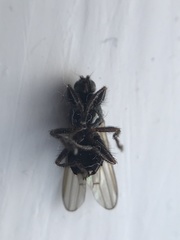 Coelopa