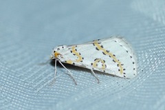 Philtraea paucimacula