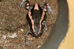Phrynomantis bifasciatus
