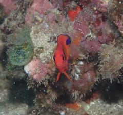 Centropyge loriculus