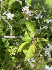 Malus