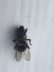 Coelopa