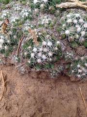 Escobaria missouriensis
