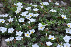 Euploca confertifolia