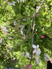 Malus