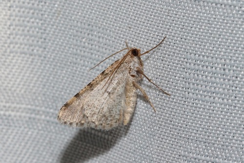 Digrammia colorata