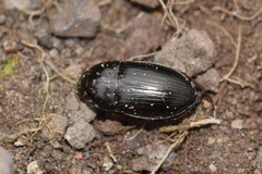 Amara convexior