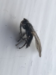 Coelopa