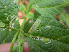 Calycomyza melantherae
