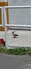 Columba livia