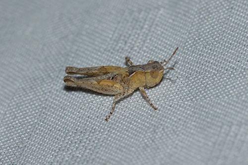 Psoloessa texana