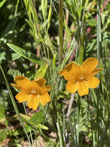 iNaturalist observation photo of orange bush monkeyflower