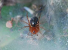 Agelenidae