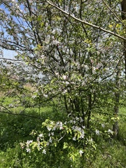 Malus