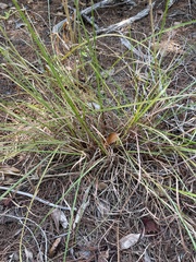 Andropogon floridanus