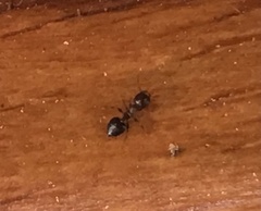 Crematogaster cerasi