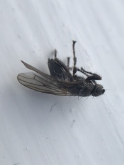 Coelopa