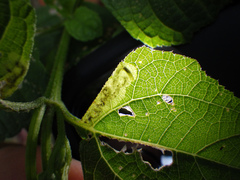 Calycomyza melantherae