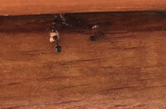 Crematogaster cerasi